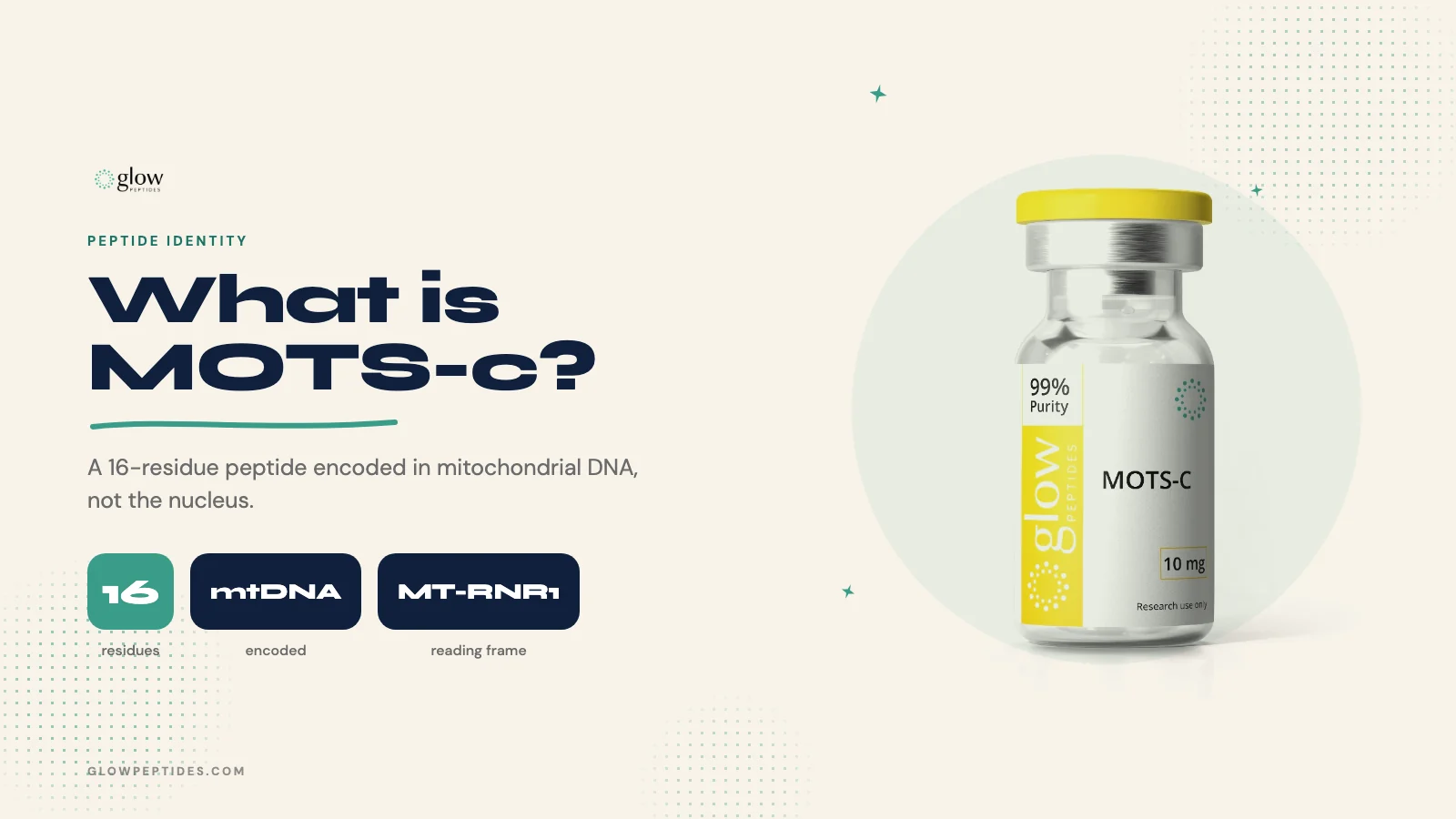 What Is MOTS-c? A Peptide Encoded in Mitochondrial DNA